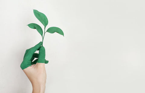 Close-up of hands holding a small green plant